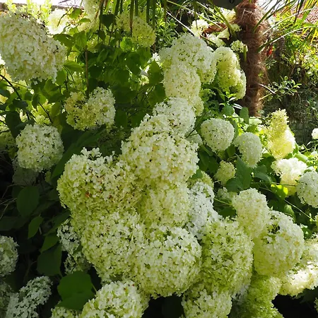 公寓 Du Cronquelet